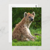 Joyful Hyena Amidst Greenery Postkarte (Vorne/Hinten)