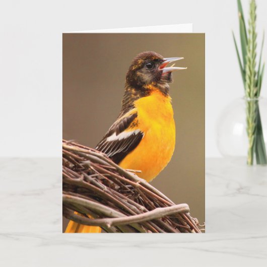 Joyful Oriole Birthday Karte (Vorderseite)