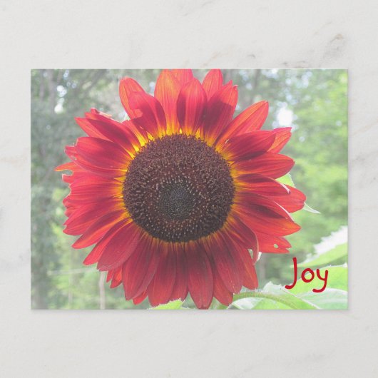 Joyful Rusty Red Sunflower Postkarte (Vorderseite)