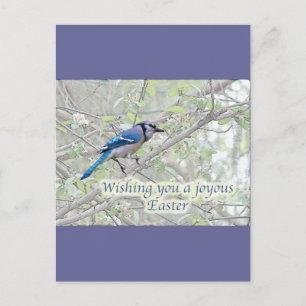 Joyous Easter Blue Jay Songbird Feiertagspostkarte