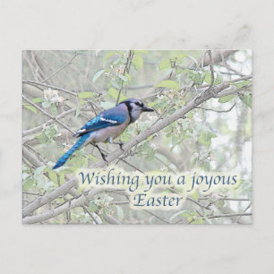 Joyous Easter Blue Jay Songbird Feiertagspostkarte