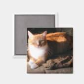 JT die Katze Magnet (Vorderseite/Rückseite)