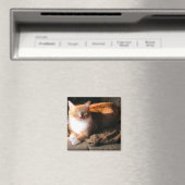 JT die Katze Magnet (In Situ (Geschirrspüler))