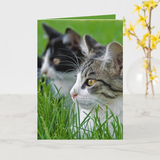 Jubiläum Tabby Kittens im Gras Karte (Gelbe Blume)