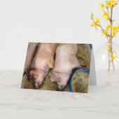 Jubiläumsfeier von Schweinen in Schweinepest Karte (Gelbe Blume)