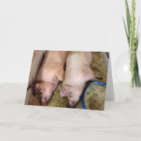 Jubiläumsfeier von Schweinen in Schweinepest