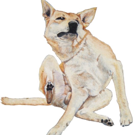 juckender Hund kratzt mit lustigem Slogan T-Shirt