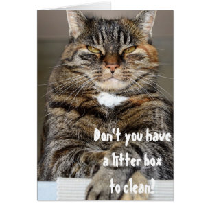 Judentum Kat Angry Clean Litter Box Funny Spaß