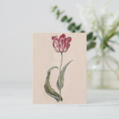 Judith Leyster Tulip Postcard Postkarte (Stehend Vorderseite)