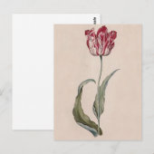 Judith Leyster Tulip Postcard Postkarte (Vorne/Hinten)