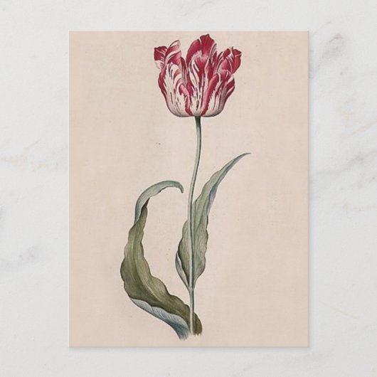Judith Leyster Tulip Postcard Postkarte (Vorderseite)
