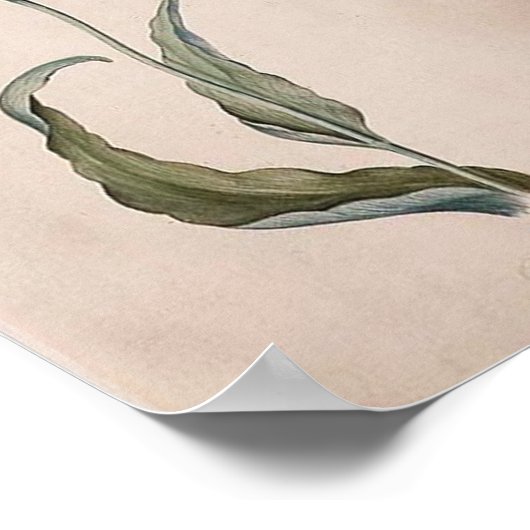 Judith Leyster Tulip Poster (Ecke)