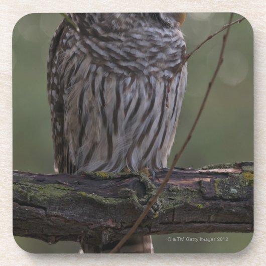 Jugendlich-abgehaltene Eule (Strix varia) 2 Getränkeuntersetzer (Vorderseite)