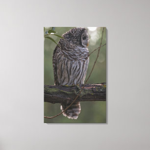 Jugendlich-abgehaltene Eule (Strix varia) 2 Leinwanddruck