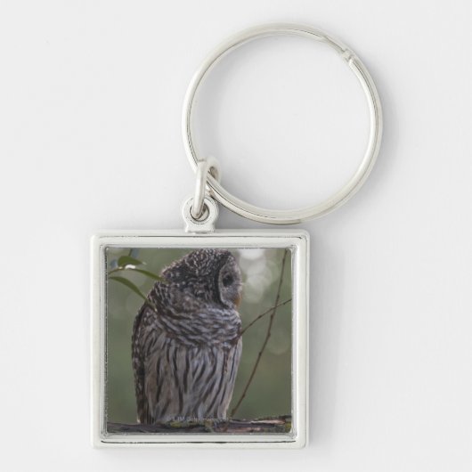 Jugendlich-abgehaltene Eule (Strix varia) 2 Schlüsselanhänger (Vorne)