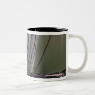 Jugendlich-abgehaltene Eule (Strix varia) 2 Zweifarbige Tasse