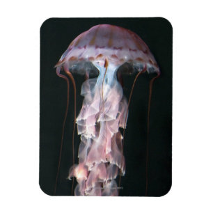 Jugendliche Quallen, Chrysaora (Pelagia) Magnet