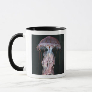Jugendliche Quallen, Chrysaora (Pelagia) Tasse