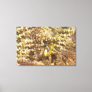 jugendlichen Clarks Anemonefish (Amphiprion) Leinwanddruck