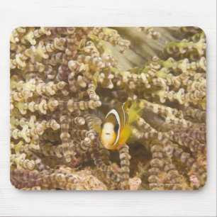 jugendlichen Clarks Anemonefish (Amphiprion) Mousepad
