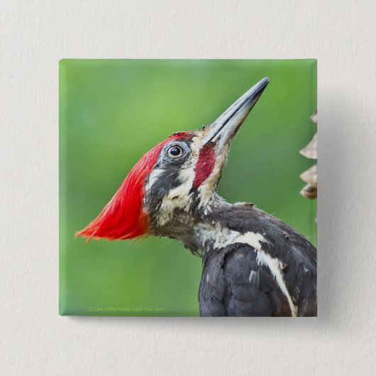 Jugendlicher Buntspecht-Profil-Geschenke Bekleidun Button (Vorderseite)