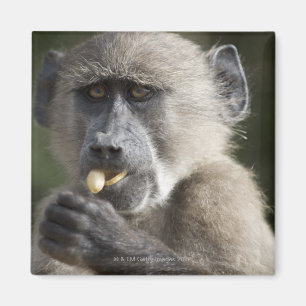 Jugendlicher Chacma Pavian (Papio ursinus) isst Magnet