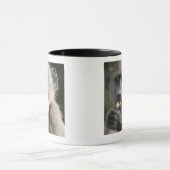 Jugendlicher Chacma Pavian (Papio ursinus) isst Tasse (Zentrum)