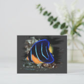 Jugendlicher KöniginAngelfish Postkarte (Stehend Vorderseite)