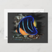 Jugendlicher KöniginAngelfish Postkarte (Vorne/Hinten)