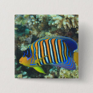Jugendlicher Königlicher Engelfisch Pygoplites Button