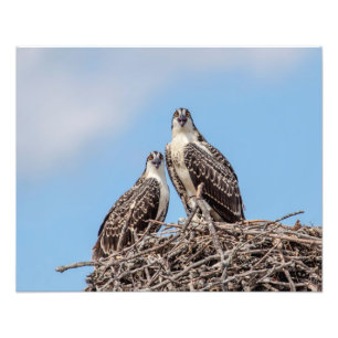 Jugendlicher Osprey im Nest Fotodruck