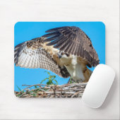 Jugendlicher Osprey im Nest Mousepad (Mit Mouse)