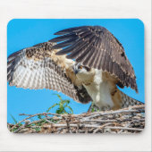 Jugendlicher Osprey im Nest Mousepad (Vorne)
