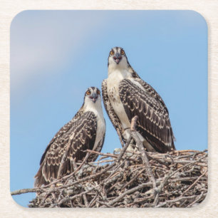 Jugendlicher Osprey im Nest Rechteckiger Pappuntersetzer