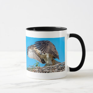 Jugendlicher Osprey im Nest Tasse