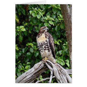 Jugendlicher rot-angebundener Falke