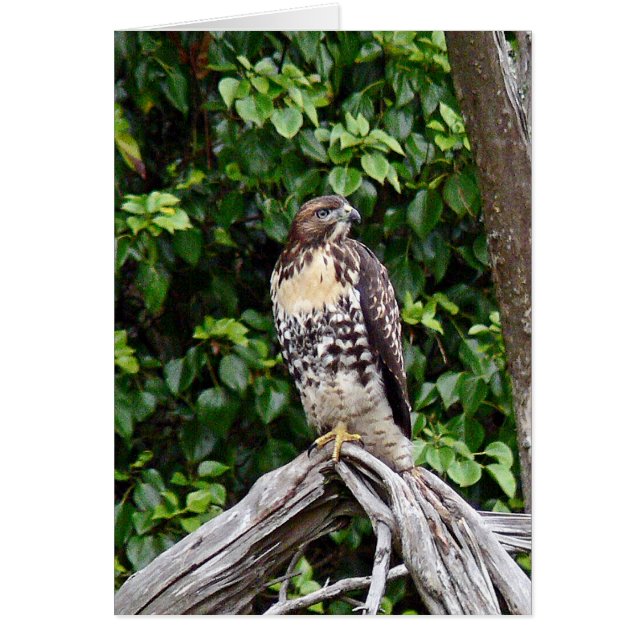 Jugendlicher rot-angebundener Falke (Vorne)