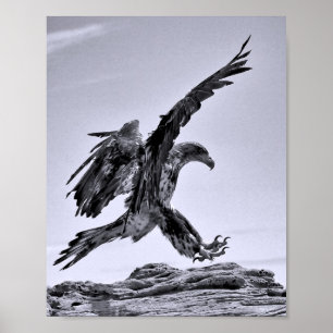 Jugendlicher Weißkopfseeadler Landeposter Poster