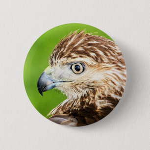 Jugendliches Rot angebundener Falke Button