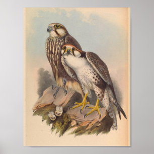 Jugger Falke Vogel Vintage Kunst Druck Poster