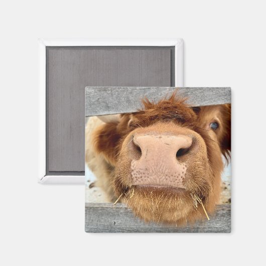 Juggling Daisies Daphne Magnet (Vorderseite/Rückseite)