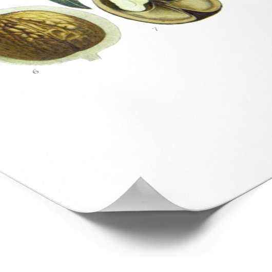 Juglans regia (Walnuss) Poster (Ecke)