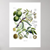 Juglans regia (Walnuss) Poster (Vorne)