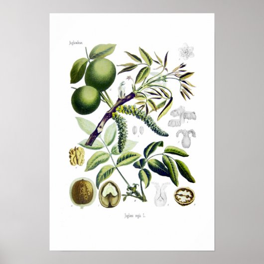 Juglans regia (Walnuss) Poster (Vorne)
