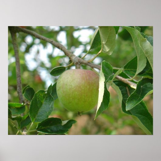 Juicy Green Apple Poster (Vorne)