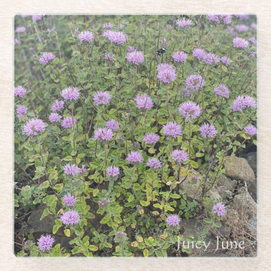 Juicy June Glasuntersetzer (Vorderseite)