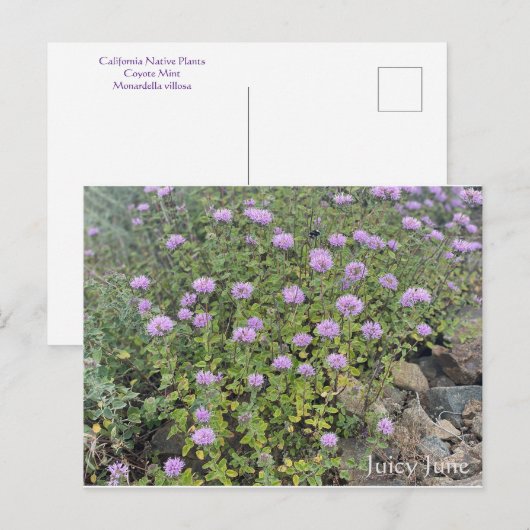 Juicy June Postkarte (Vorne/Hinten)