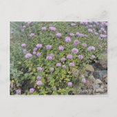 Juicy June Postkarte (Vorderseite)