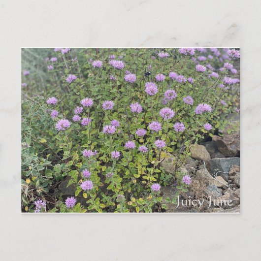 Juicy June Postkarte (Vorderseite)