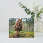 Juicy Morels Postkarte (Stehend Vorderseite)